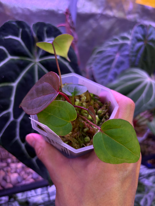 Anthurium ‘Red Spider’ × ‘Red vein dark phoenix’