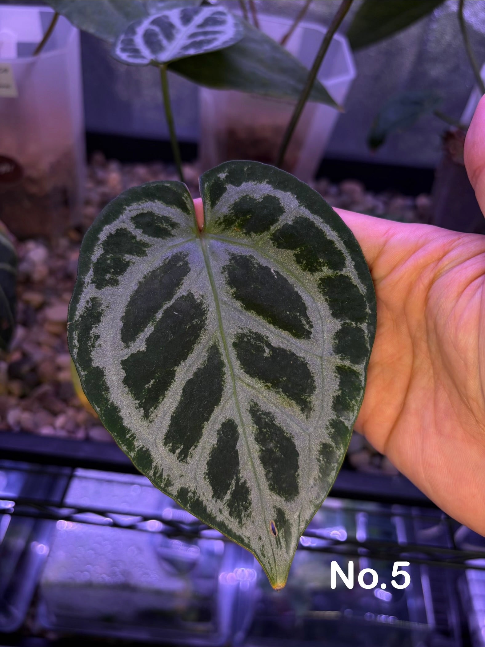 Anthurium King of Spades × Red Crystallinum (HU × RC) – Secret Foliage