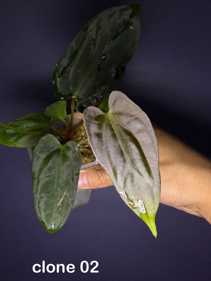 Anthurium Papillilaminum 'Fort Sherman' OG clone (JV)
