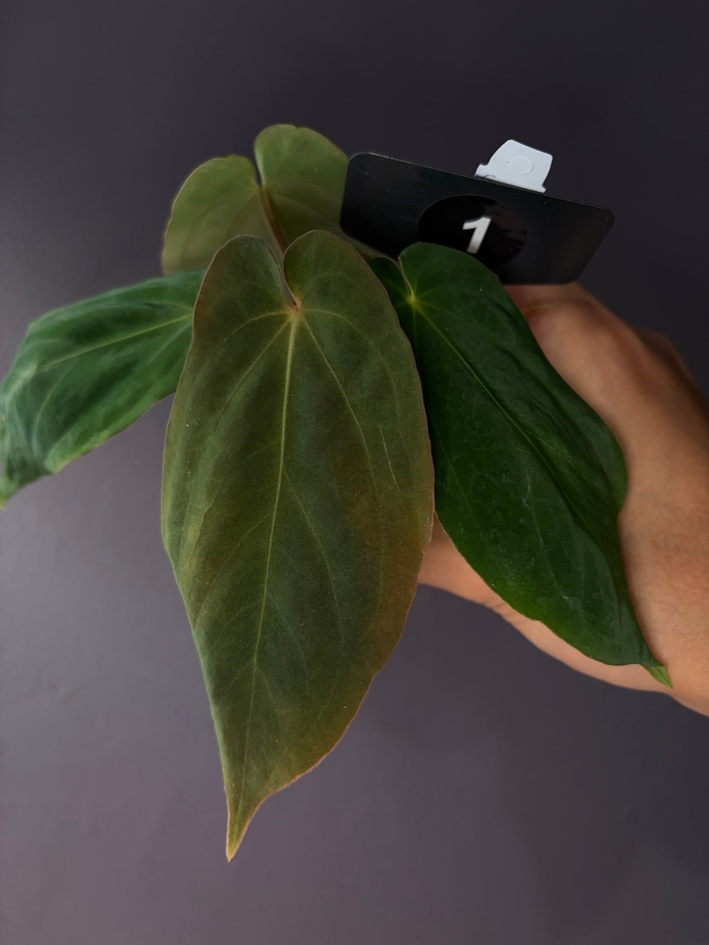 Anthurium antolakii/BVEP (‘Tezula’ × ‘Scott’)