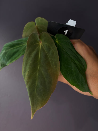 Anthurium antolakii/BVEP (‘Tezula’ × ‘Scott’)