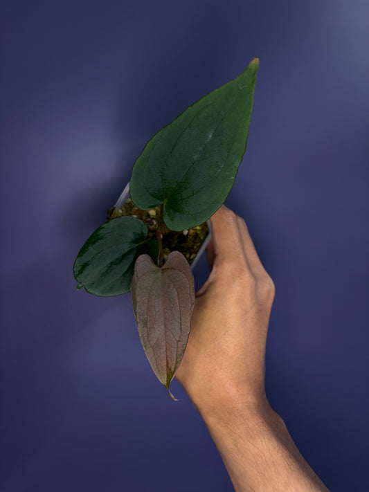Anthurium (Papillilaminum RL × FS) × dressleri RG F2