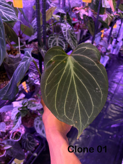 Anthurium King of Spades (HU) 'butterfly’ - selected #5