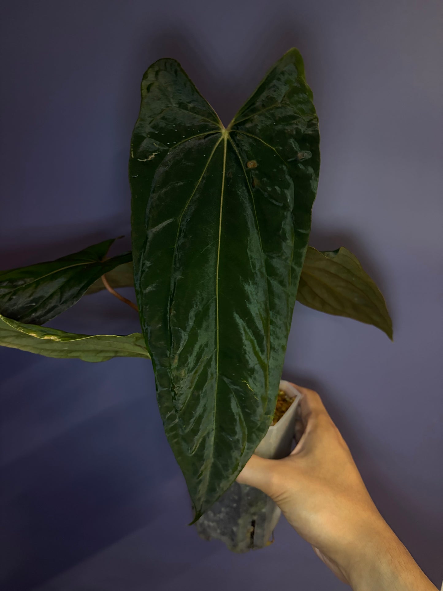 Anthurium Papillilaminum 'Ralph Lynam' × 'Fort Sherman' (RL × FS) (from Dwane)