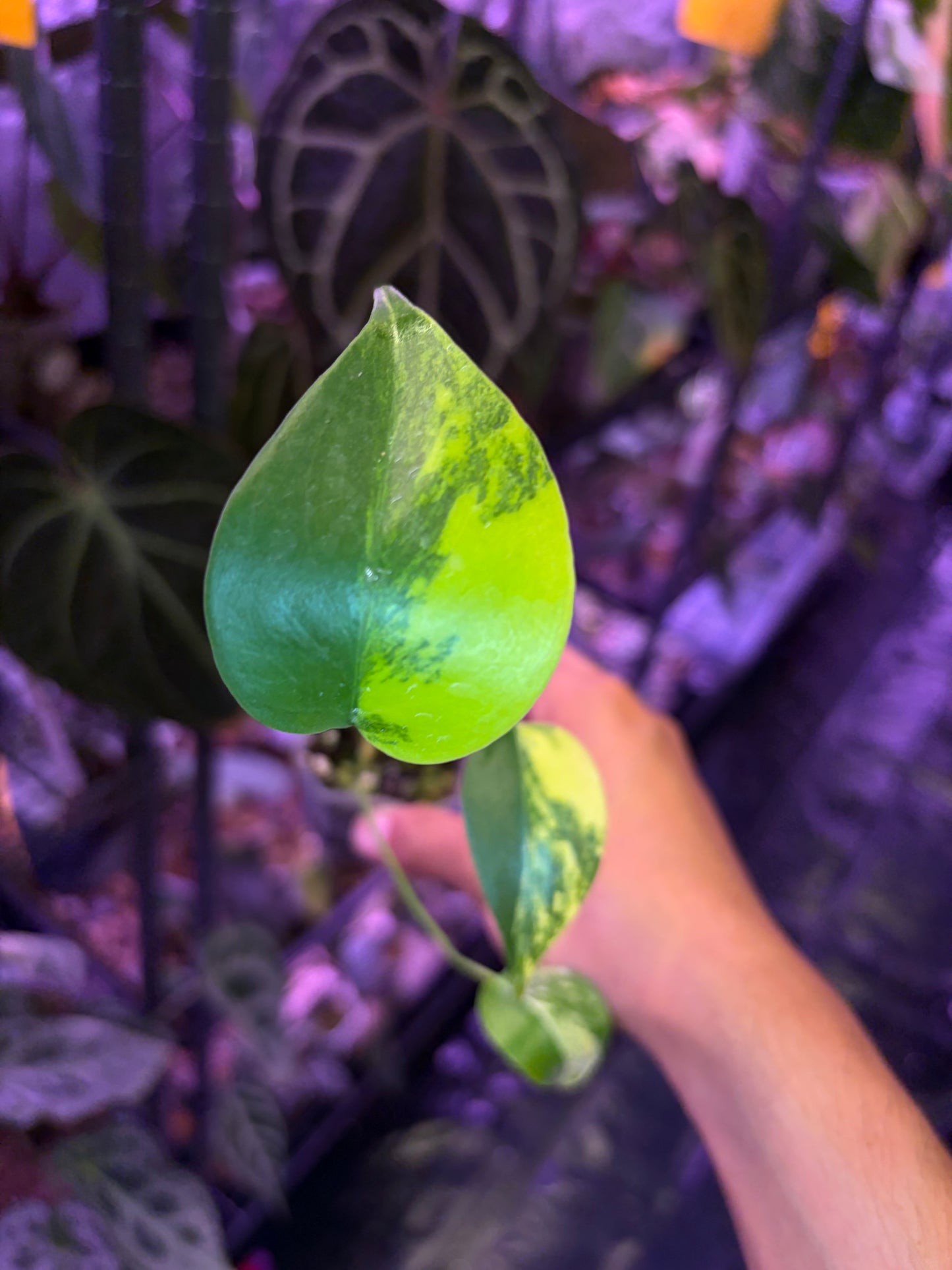 Monstera deliciosa aurea (short form)