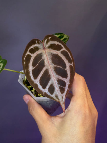 Anthurium Red Crystallinum × Michelle