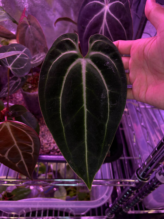 Anthurium besseae aff. #7