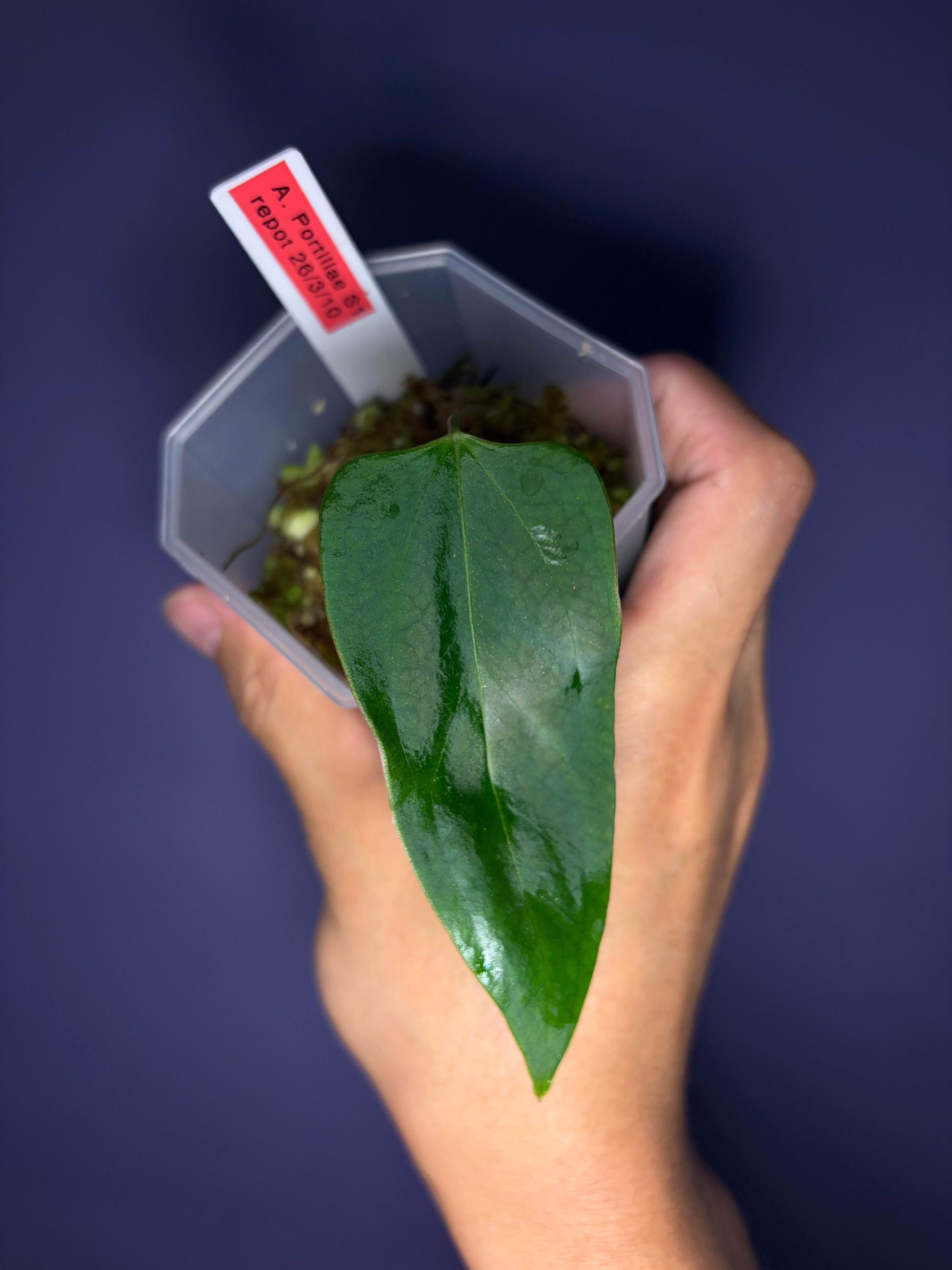 Anthurium portillae 'Dorito' S1 – Secret Foliage