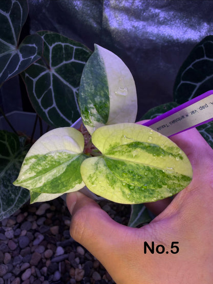 Anthurium papillilaminum var. × ‘BVEP’ [Tezula]