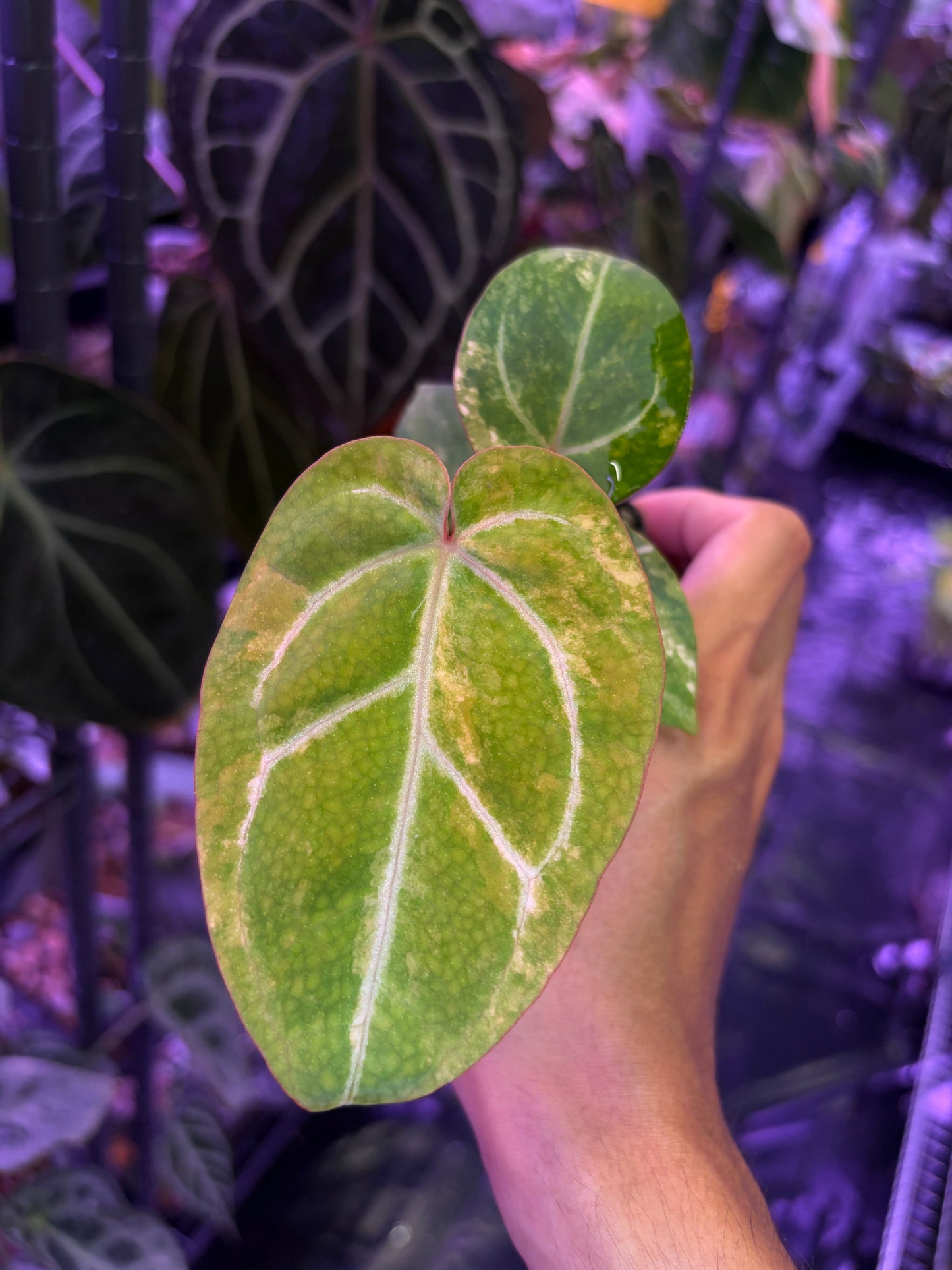 Anthurium papillilaminum var. × (‘Red Crystallinum’ [Tezula] × ‘Zara’)