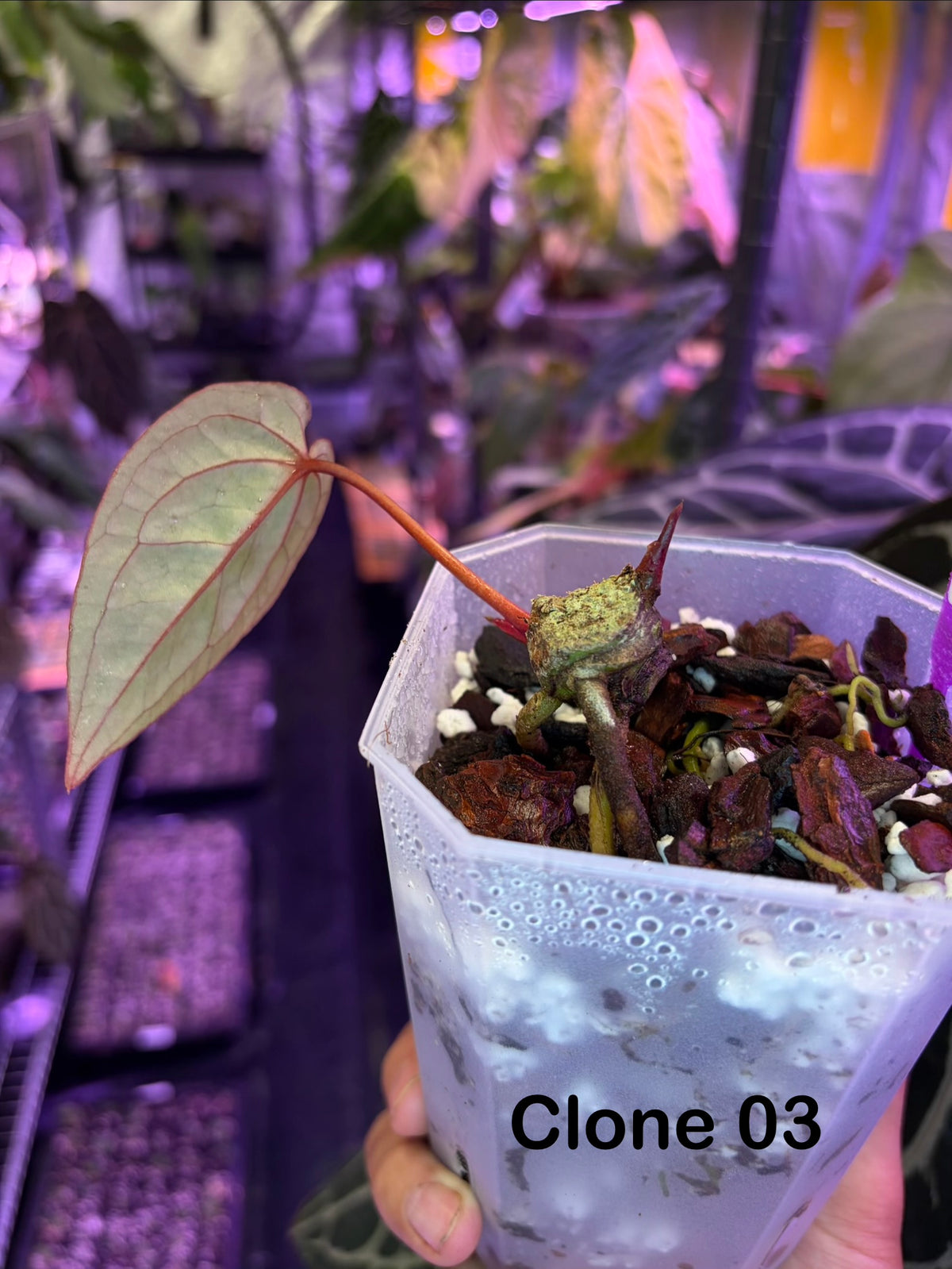 Anthurium hoffmannii ‘Bloodmoon’ - cutting