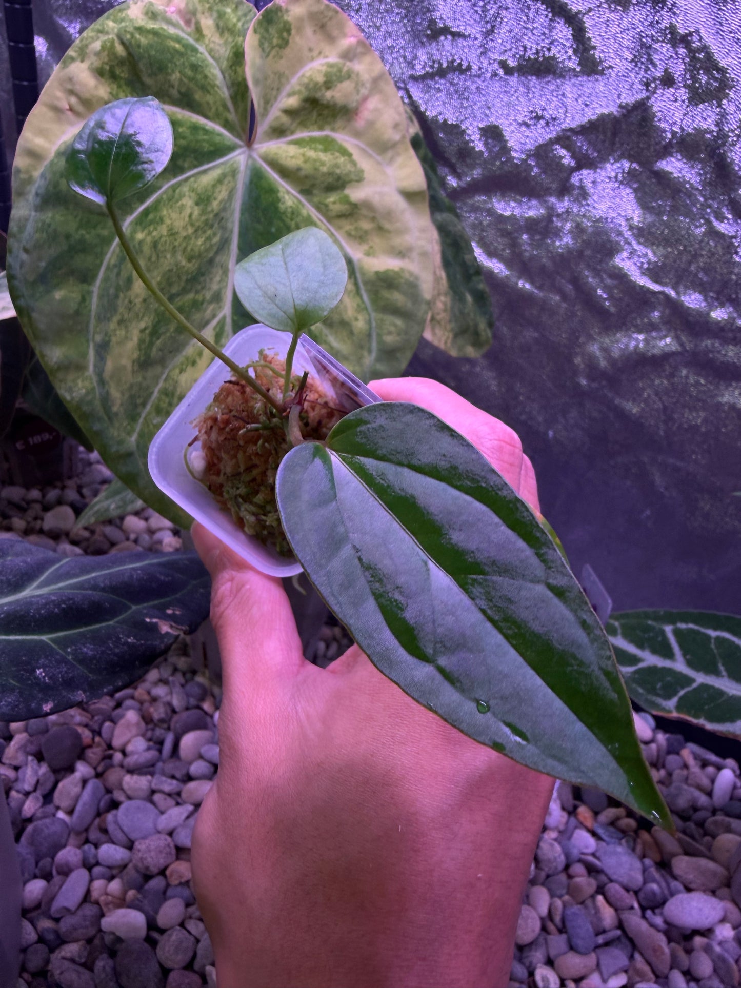 Anthurium rioclarense wild hybrid × Pap ‘RL × FS’ ‘Rouge’