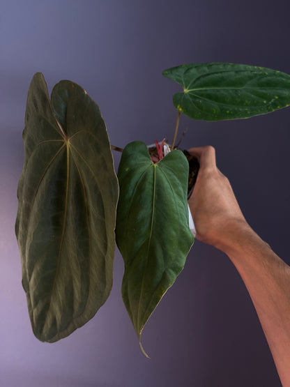 Anthurium (‘Midnight Velvet’ × Papillilaminum) × Antolakii (Tezula)