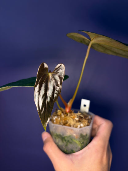 Anthurium Papillilaminum 'Fort Sherman' - clone