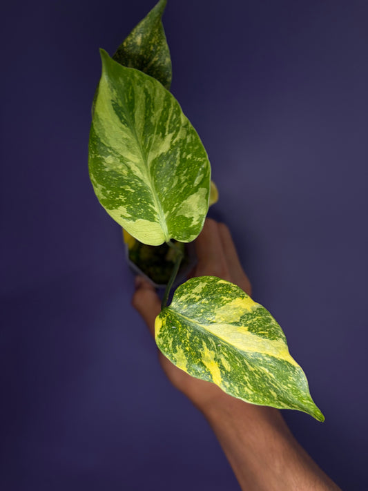 Monstera King Electro Light