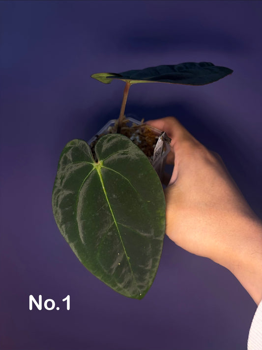 Anthurium Eastern Dressleri × Carlablackiae