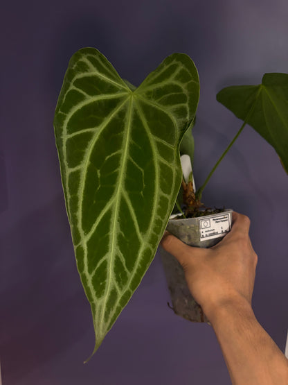 Anthurium Crystallinum ‘FTG’ × self - selected