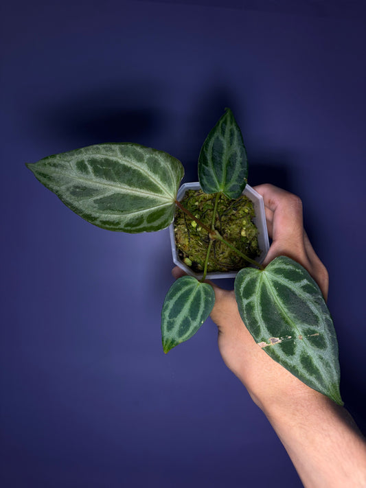 Anthurium Crystallinum ‘FTG’ × self - selected