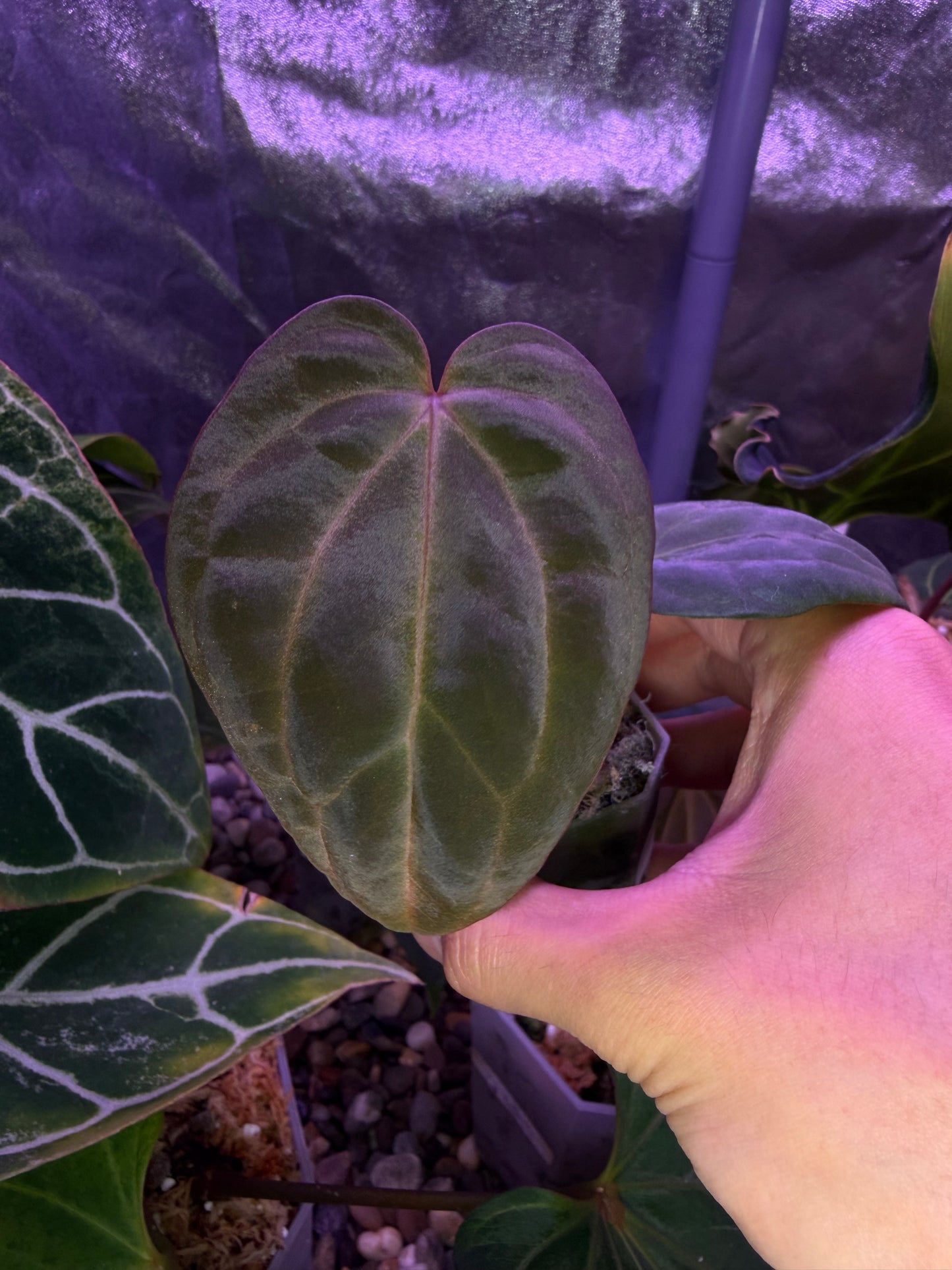 Anthurium Carlablackiae RA13 × BVEP OG1