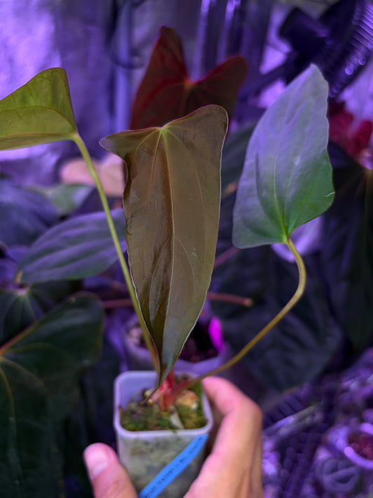 Anthurium subsignatum velvet × papillilaminum ‘Ralph Lynam’ OG