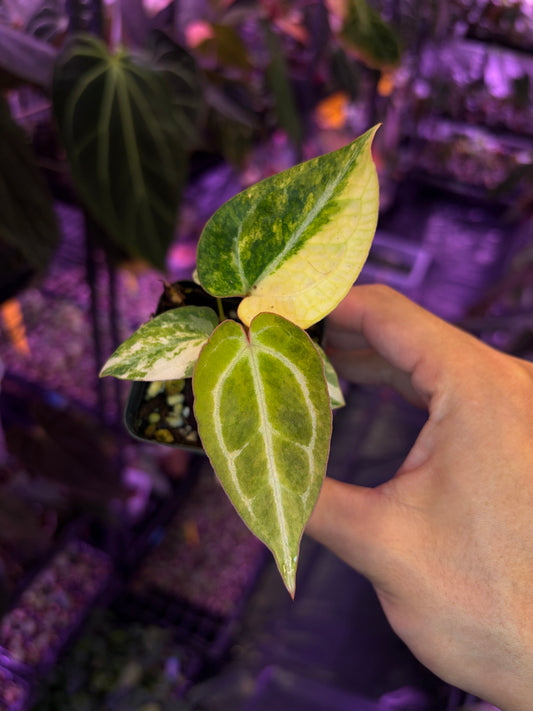 Anthurium (papillilaminum var. × crystal) × (‘Red Crystallinum’ [Tezula] × ‘Zara’)