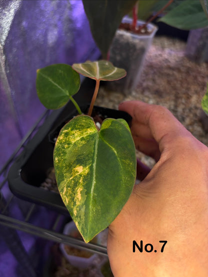 Anthurium (papillilaminum var. × crystal) × (‘Red Crystallinum’ [Tezula] × ‘Zara’)
