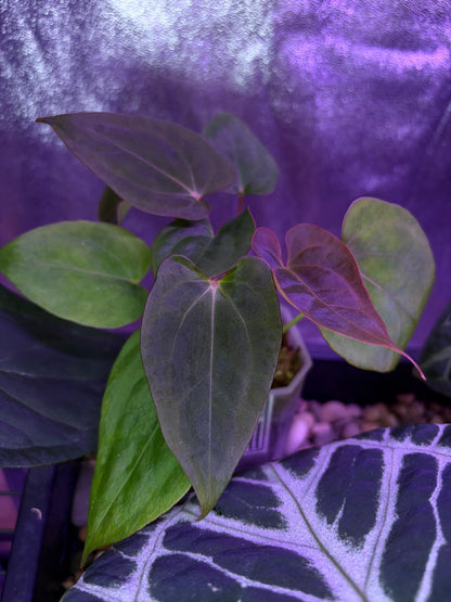 Anthurium BVIT × ‘Red Spider’