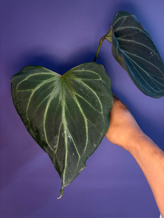 Anthurium King of Spades (HU) 'butterfly’ - selected #5