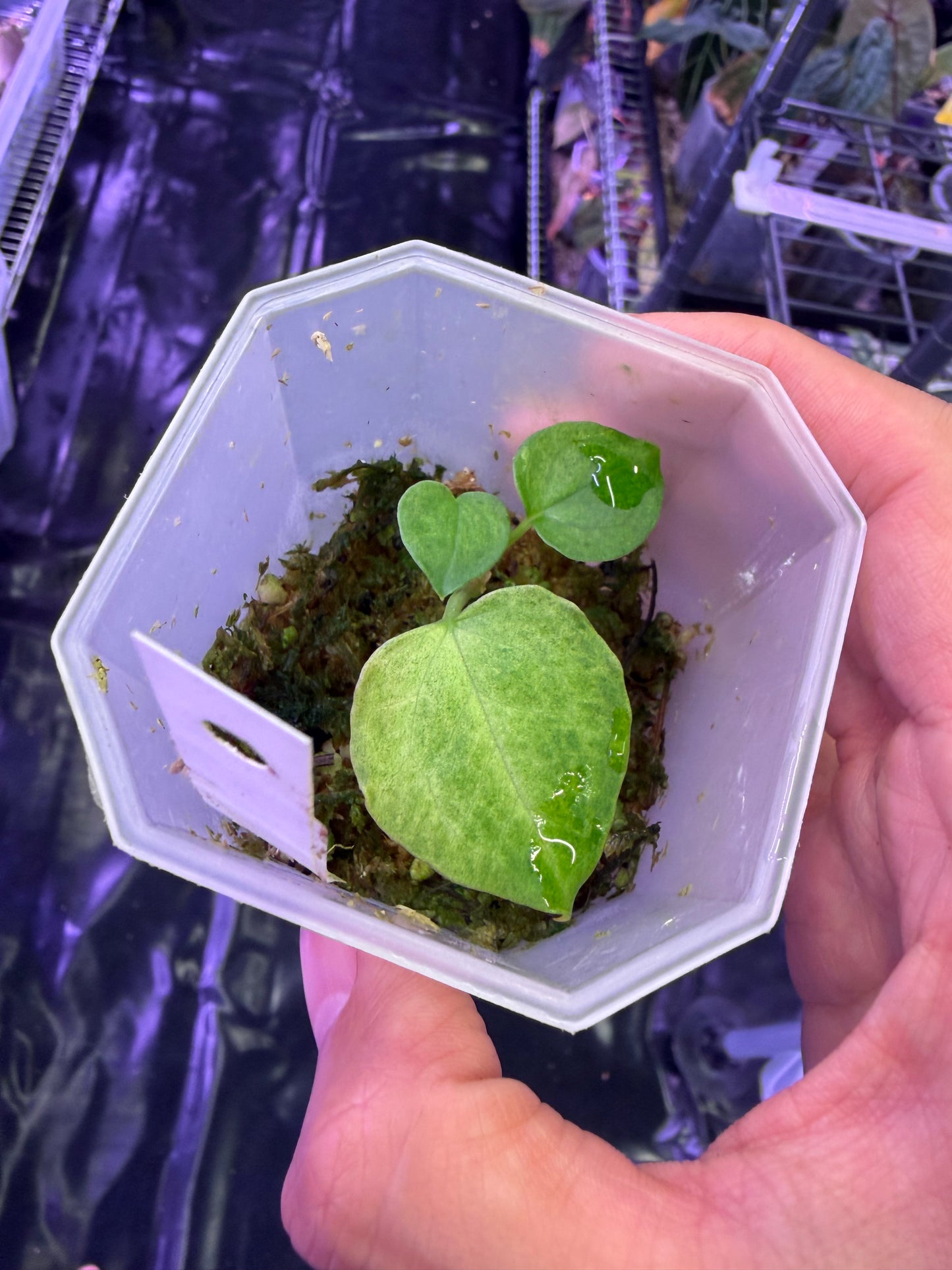 Anthurium papillilaminum variegata × RVDP