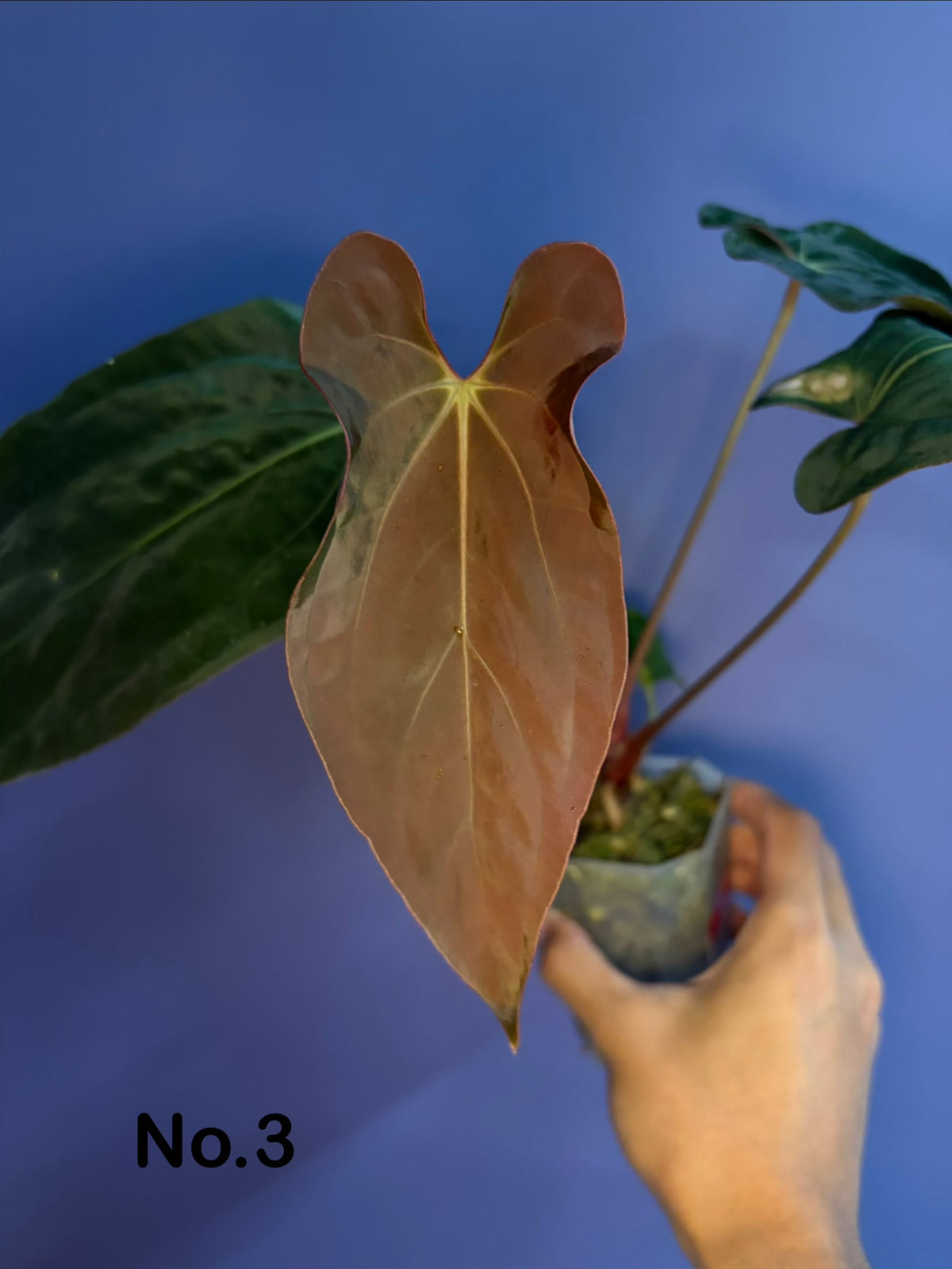 Anthurium Antolakii/BVEP (Round × Felix) × Papi (RL × FS)