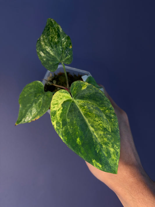 Anthurium (papillilaminum var. × crystallinum) × dressleri