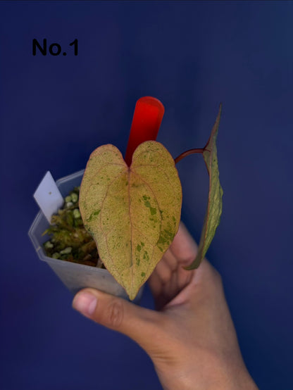 Anthurium Papillilaminum ‘Hulk Naomi’ × RVDP mint variegata - clone