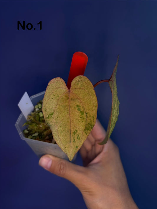 Anthurium Papillilaminum ‘Hulk Naomi’ × RVDP mint variegata - clone