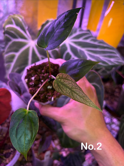 Anthurium ‘Nagini’ - clone