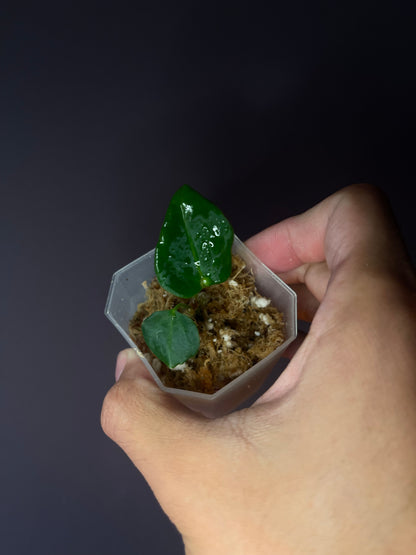 Anthurium carlablackiae [Scott × TS3]