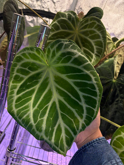 Anthurium Silver Tiger x Wonderboy A