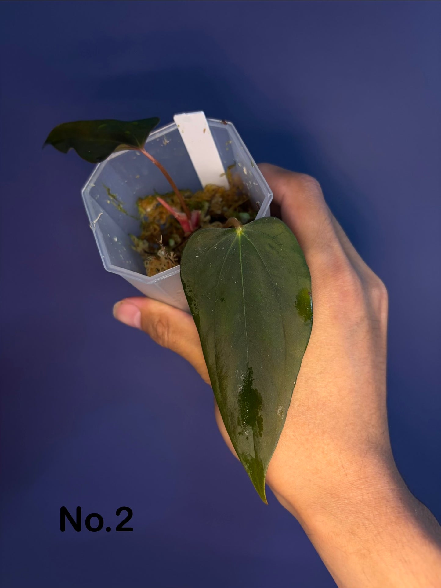 Anthurium Sp. Nov ‘DF’