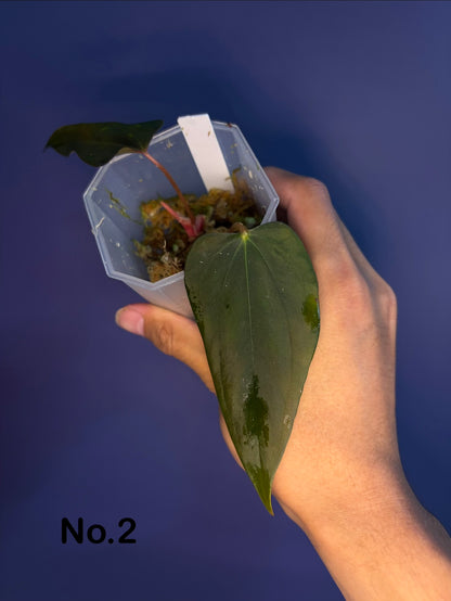 Anthurium Sp. Nov ‘DF’