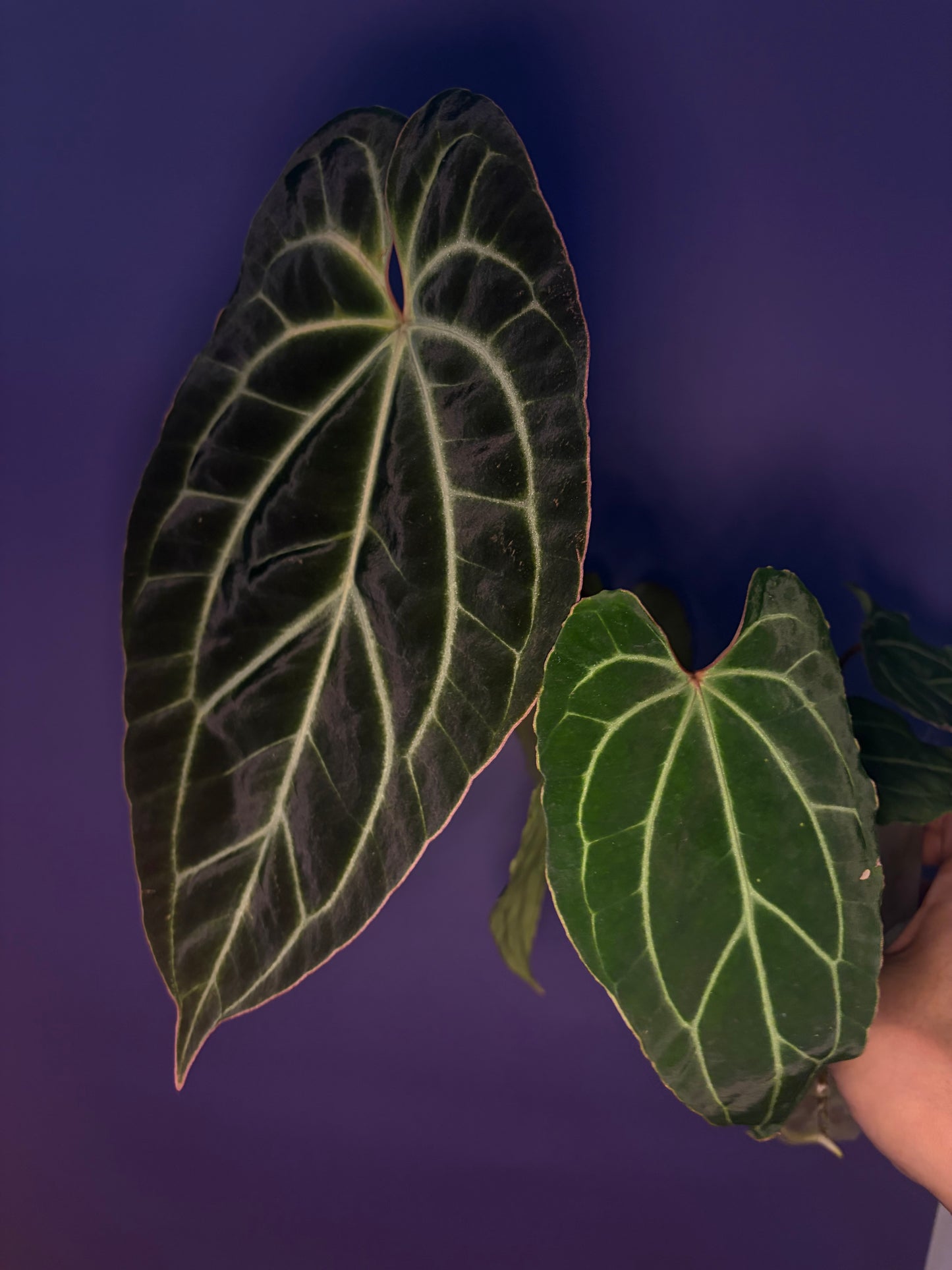 Anthurium besseae aff.