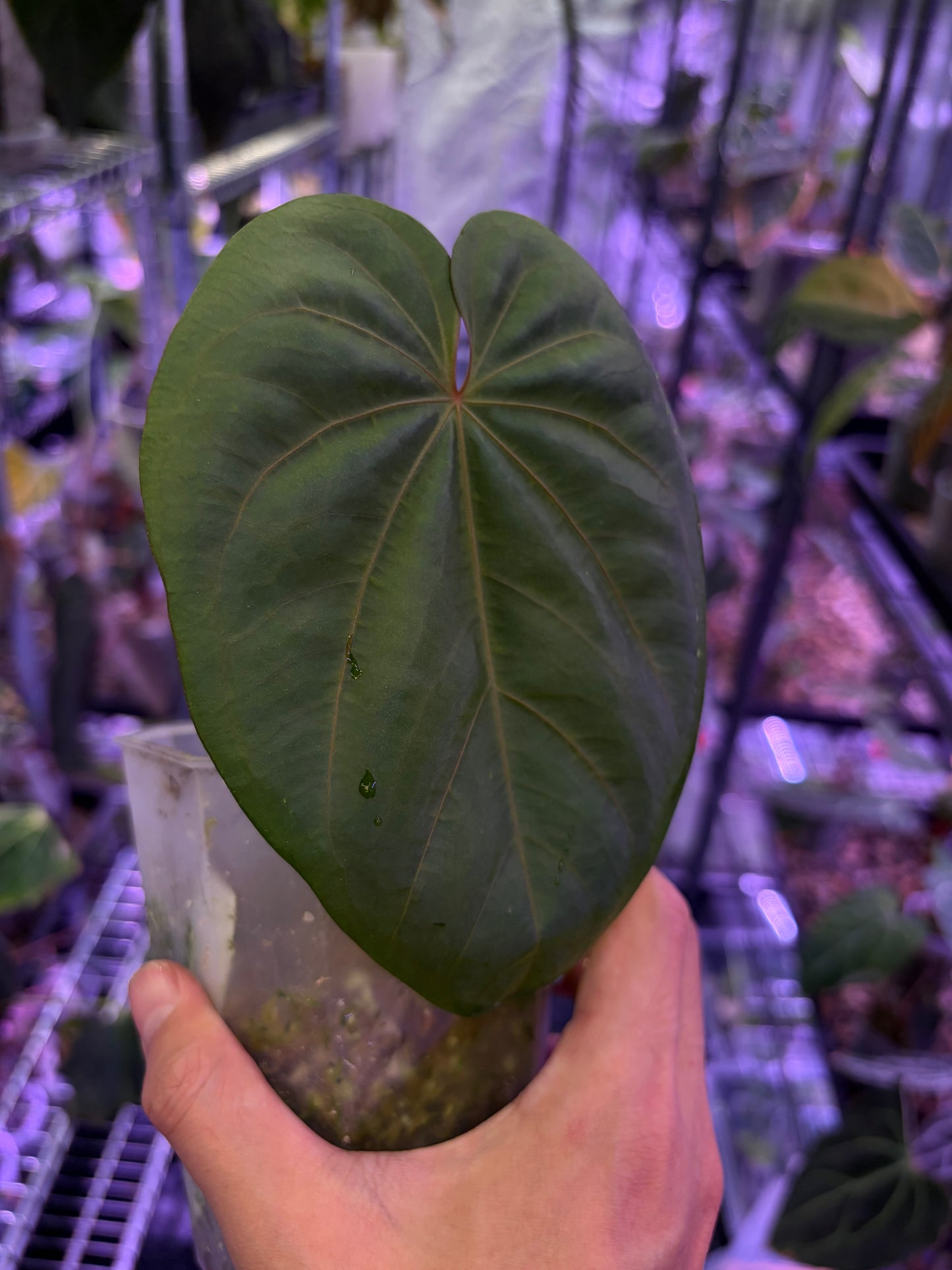 Anthurium dressleri RG × ‘Red Vein Dark Phoenix (RVDP)’