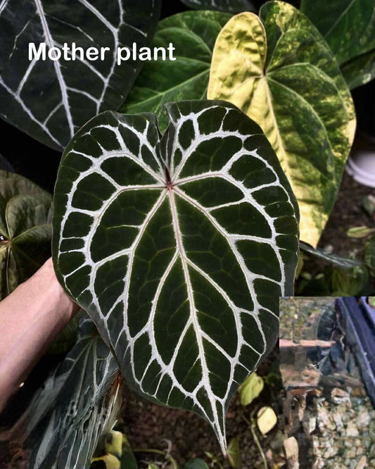 Anthurium ‘Chocolate’ crystallinum × Red crystallinum
