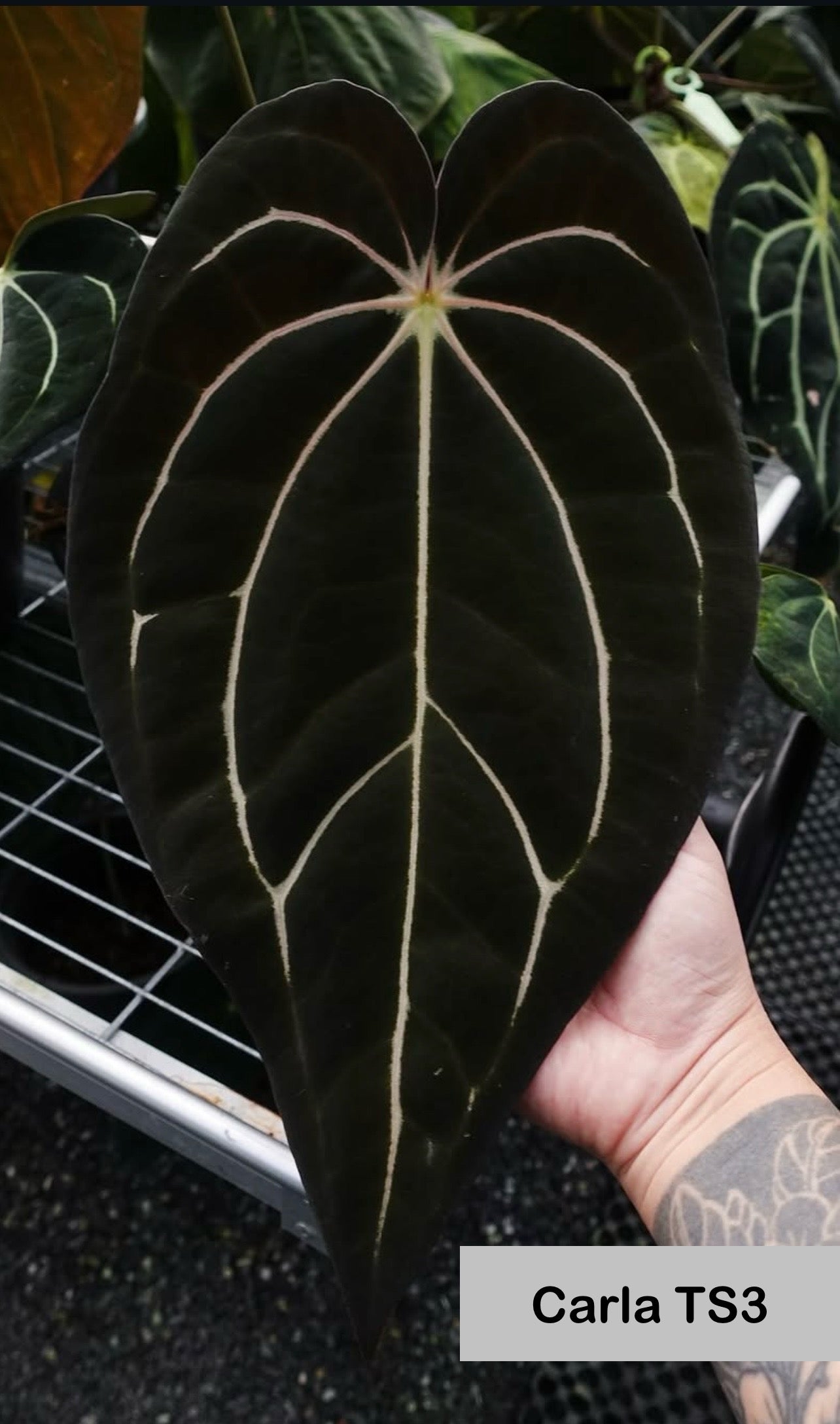 Anthurium carlablackiae (TS3 × magic 2)
