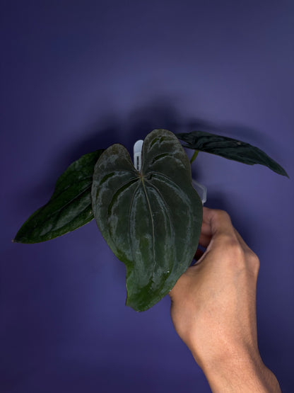 Anthurium (Papillilaminum RL × FS) × dressleri RG F2