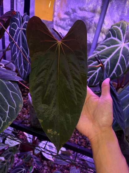 Anthurium papillilaminum ‘Ralph Lynam’ S1 (selected #9) - mother plant