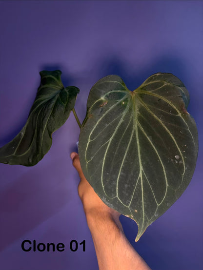 Anthurium King of Spades (HU) 'butterfly’ - selected #5