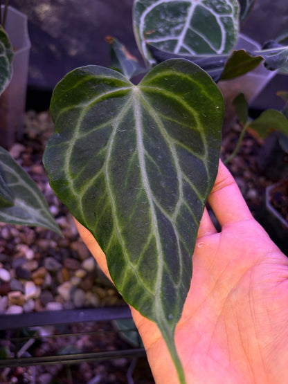 Anthurium clarinervium (mutated) #3