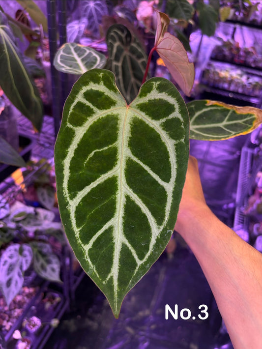 Anthurium ‘Dreamweaver’ × ‘FTG’ Crystallinum