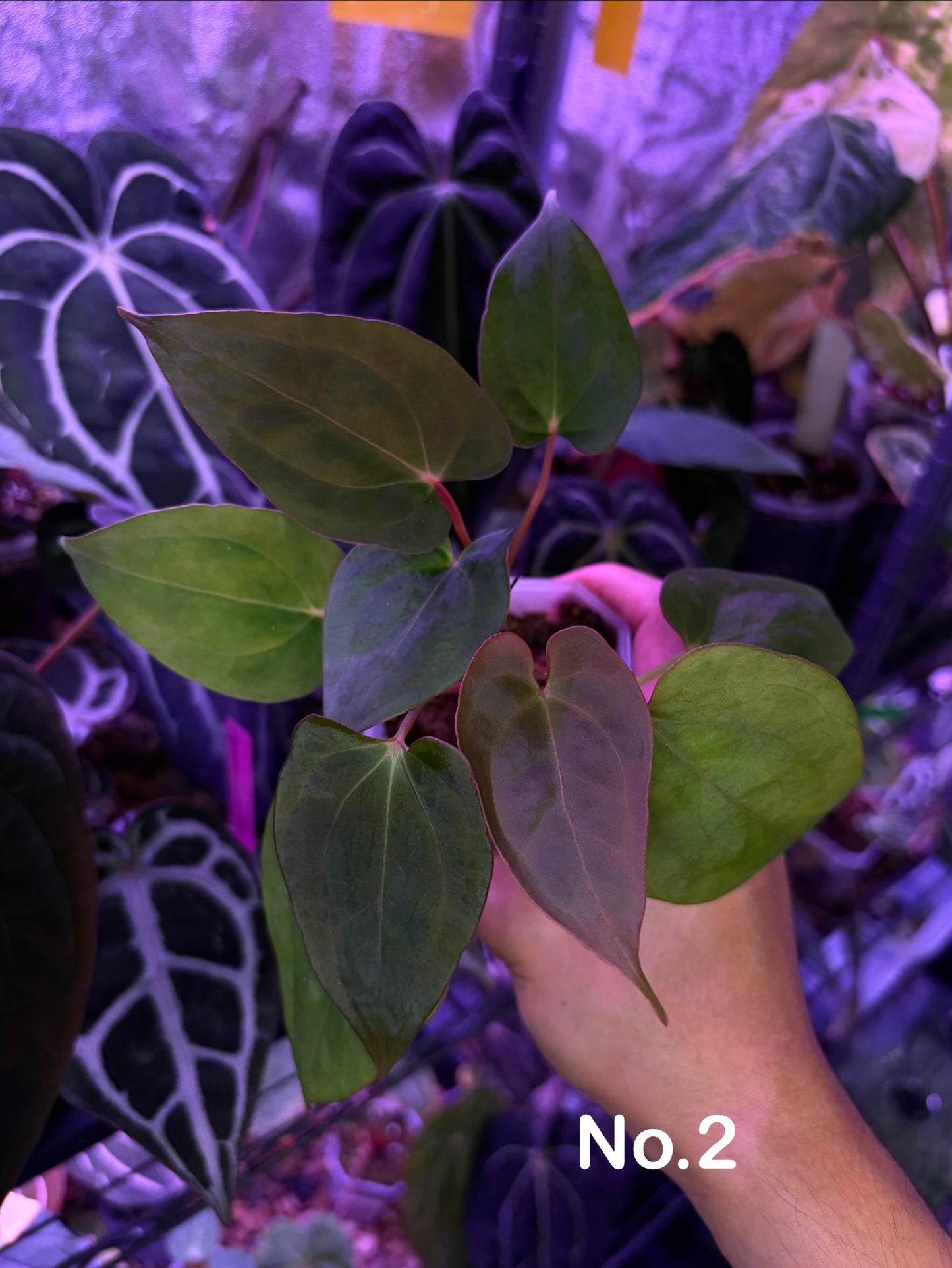 Anthurium BVIT × ‘Red Spider’