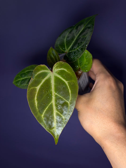 Anthurium Besseae aff × ‘Silver hope’