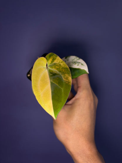 Anthurium papillilaminum var. × besseae aff.